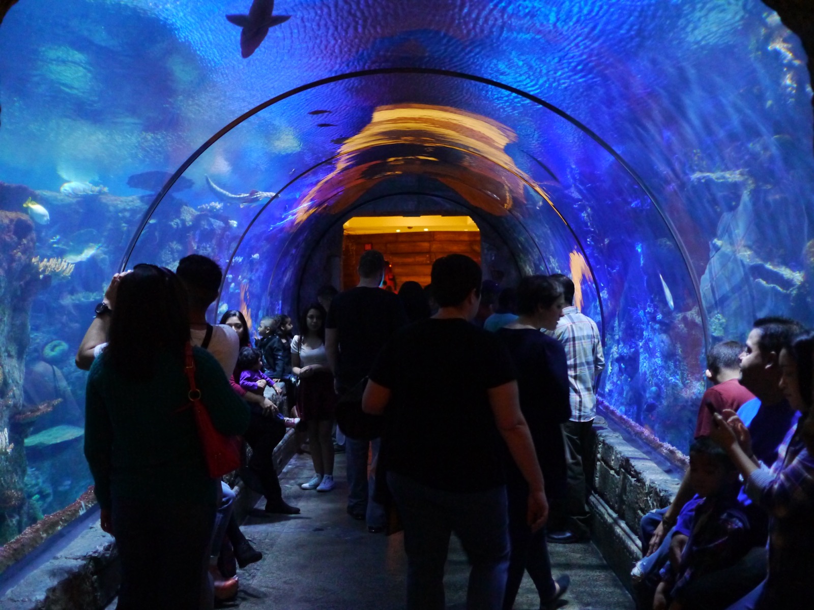 Photo of Shark Reef Aquarium at Mandalay Bay