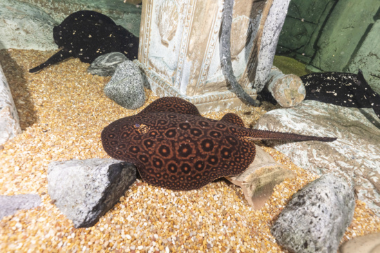 Rays at Shark Reef Aquarium at Mandalay Bay